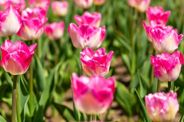 Květinové Lůžko Čerstvě Růžových Tulipánů Zblízka Jaro Léto Krása Péče — Stock fotografie