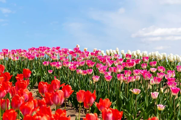 Piękne Białe Różowe Czerwone Tulipany Tle Błękitnego Nieba Chmurami Park — Zdjęcie stockowe