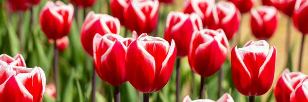Květinové Záhony Čerstvě Červených Tulipánů Zblízka Jaro Léto Krása Péče — Stock fotografie