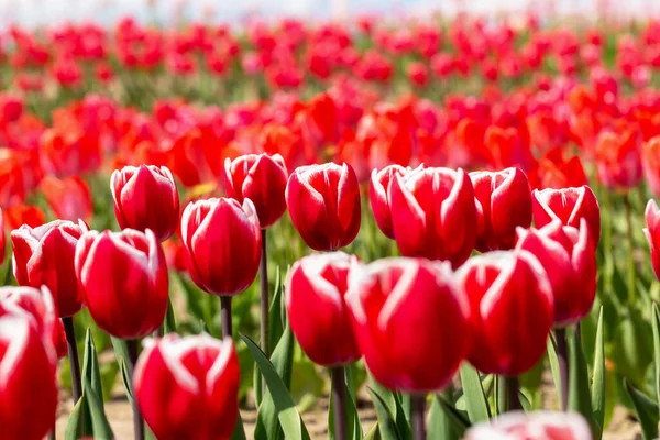Velký Květinový Záhon Čerstvě Červených Tulipánů Zblízka Jaro Léto Krása — Stock fotografie