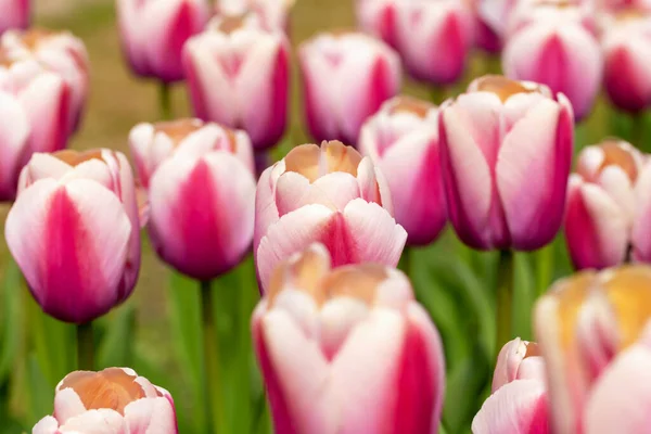 Květinové Lůžko Čerstvě Krásných Tmavě Růžových Tulipánů Zblízka Jaro Léto — Stock fotografie