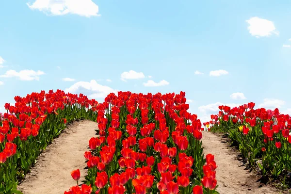 Rzędy Pięknych Czerwonych Tulipanów Przeciwko Błękitnemu Niebu Chmurami Park Przyrody — Zdjęcie stockowe