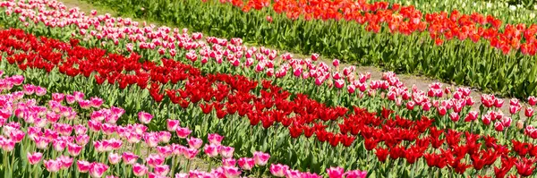Bei Tulipani Multicolori Freschi Fioriscono Luce Del Sole Parco Naturale — Foto Stock