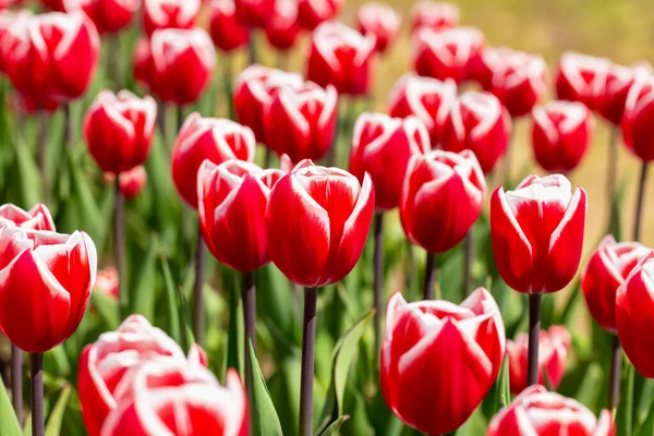 Květinové Záhony Čerstvě Červených Tulipánů Zblízka Jaro Léto Krása Péče — Stock fotografie