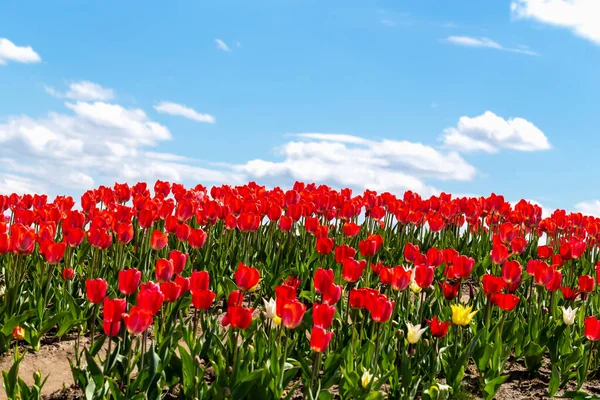 Piękne Świeże Czerwone Tulipany Tle Błękitnego Nieba Chmurami Park Przyrody — Zdjęcie stockowe