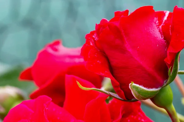 Schöne Frische Rote Rose Auf Blauem Mesh Hintergrund Mit Kopierraum — Stockfoto