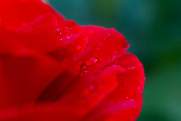 Frisch Schöne Rote Rosenblätter Tropfen Nahaufnahme — Stockfoto