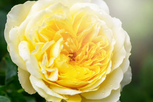 Große Schöne Blühende Gelbe Rose Tropfen Der Sonne Nahaufnahme — Stockfoto