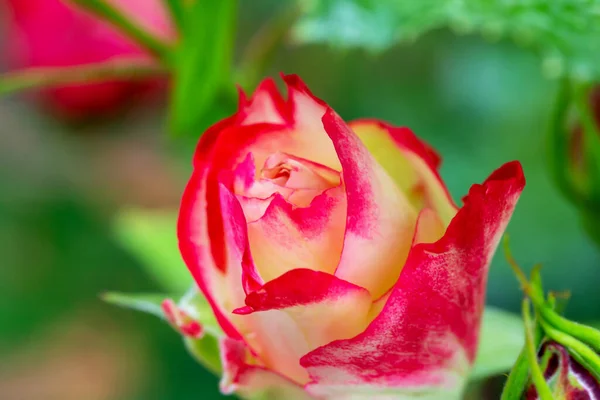 Čerstvé Krásné Růžové Růže Zeleném Pozadí Zblízka Selektivní Zaměření Rozostření — Stock fotografie