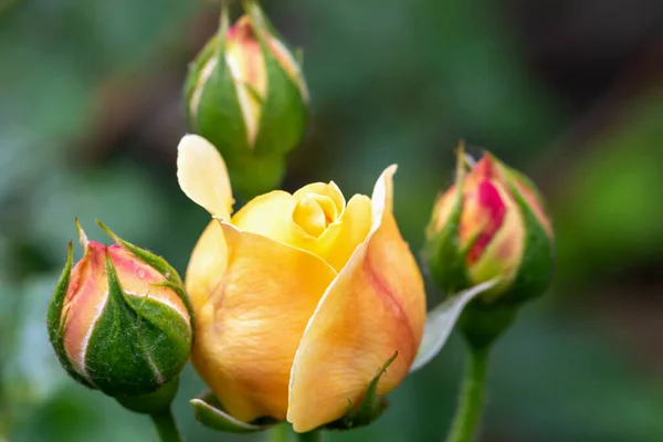 Schöne Frische Gelbe Rosenknospen Tropfen Nach Regen Aus Nächster Nähe — Stockfoto