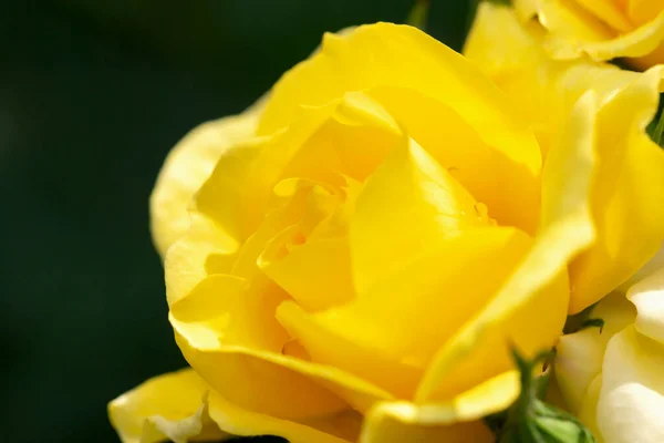 Gelbe Rose Mit Wassertropfen Der Sonne Nahaufnahme — Stockfoto