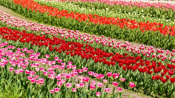 Čerstvé Krásné Pestrobarevné Tulipány Kvetou Slunci Přírodní Park Jaro Léto — Stock fotografie