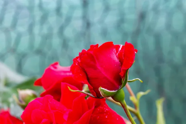 Schöne Frische Rote Rose Auf Blauem Mesh Hintergrund Mit Kopierraum — Stockfoto