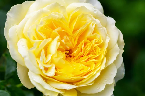 Große Schöne Blühende Gelbe Rose Tropfen Nahaufnahme — Stockfoto