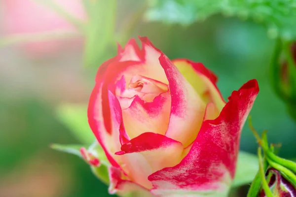 Frische Schöne Rosa Rosen Auf Grünem Hintergrund Der Sonne Aus — Stockfoto