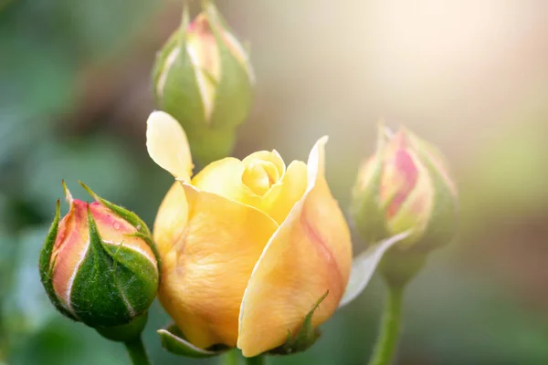 Schöne Frische Gelbe Rosenknospen Tropfen Nach Regen Der Sonne Aus — Stockfoto