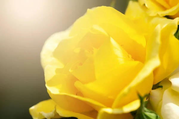 Gelbe Rose Mit Wassertropfen Nahaufnahme — Stockfoto