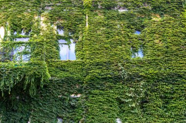 Pencereli ve balkonlu bina cephesi bitkilerle kaplı. Ekoloji ve yeşil şehirde yaşıyor. İnşaat cephesinde yoğun büyüyen sarmaşıklar