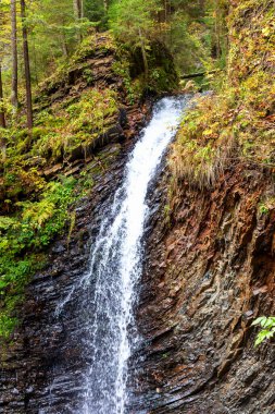 Muhteşem sonbahar dağ ormanlarında şelale. Vahşi yaşam. Çevresel koruma. Seçici odaklanma, dikkati dağıt. Dikey