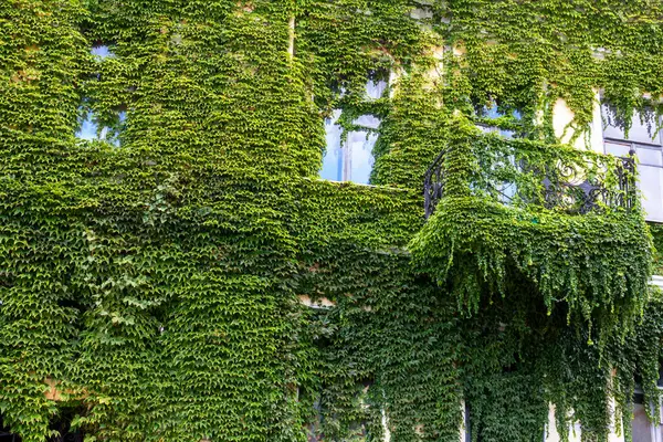 Fasada Budynku Oknami Balkonem Pokryta Bluszczem Ekologia Zielone Życie Mieście — Zdjęcie stockowe