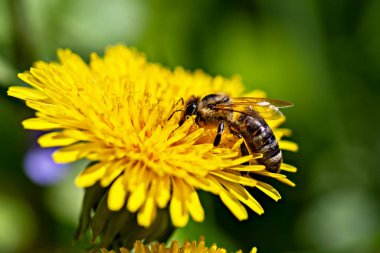Güzel sarı karahindiba üzerinde bal arısı, yeşil arkaplanı kapat.