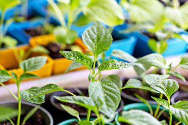 Küçük tatlı biber filizi. Genç yeşil filiz. Yeni hasat. Buralı bir yetişkin. Seçmeli odak, ayrışma