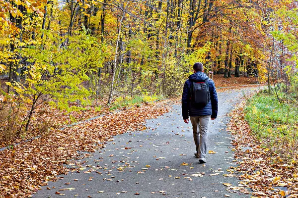 Sırt çantalı bir adam sonbahar ormanında dolambaçlı yolda yürüyor. Kıvrımlı yol hayat yolculuğunu simgeler kıvrımları ve kıvrımlarıyla, renkli sonbahar yeşilliklerinin zeminine kurulur.