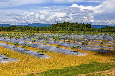 Muz bitkileri geniş tarım sahalarında filizlenir. Plastik malçlarla kaplıdır. Manzaralı, yemyeşil ağaçlar ve bulutlu mavi gökyüzü vardır. Tarım ve tarım temaları için mükemmel