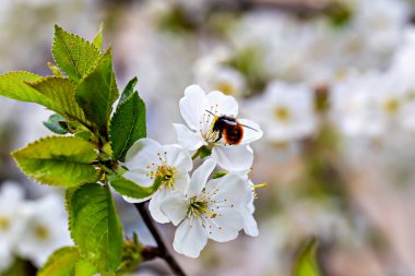 Bumblebee actively pollinates white cherry blossoms during spring amidst greenery. Concept beauty of nature, interaction between insects and flora and essence of seasonal renewal in blossoms clipart