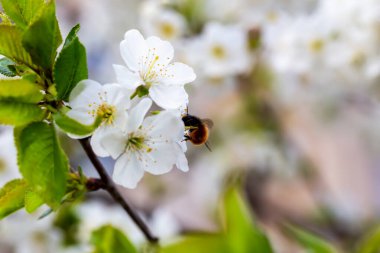 Yeşil yapraklı, beyaz çiçekli vişneli arı, doğa güzelliğini ön plana çıkarıyor. Çiçekli bahar bahçesi kiraz ve uçan böcekler. Tozlaşma, çiçek büyümesi ve biyolojik çeşitliliği kavramsallaştır
