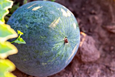 Asma üzümlü olgun karpuz güneş ışığında tarlada büyüyor. Hasat zamanı yeşil karpuz yakın çekim. Doğa, yaz ve tazelik. Sağlıklı meyve toplamaya hazır.