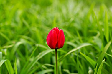 Kırmızı lale yemyeşil çimlerin arasında çiçek açıyor. Canlı kırmızı lale yaprakları yenilenmeyi ve doğa güzelliğini sembolize eden canlı yeşillikle tezat oluşturuyor. Çiçek açma kavramı ve doğanın ahengi. Doğal arkaplan