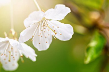 Yumuşak güneş ışığıyla vurgulanmış narin beyaz kiraz çiçekleri. Yenilenme ve saflık kavramı. Hafif ışık, taç yaprakları ve erkek organlarının ince detaylarını vurgular. Kiraz çiçekleriyle bahar yeşili arkaplan