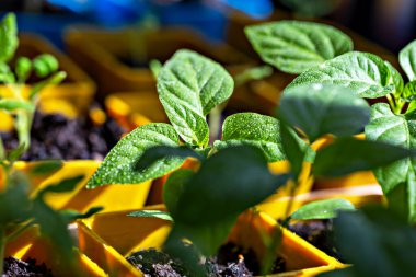 Çiğ taneleriyle kaplı canlı yeşil fidelerin yakın çekimi, doğal güneş ışığı altında sarı tencerelerde yetişiyor. Bahçe işleri, büyüme ve sürdürülebilirlik kavramı. Çiğ taneli taze yeşil fidanlar