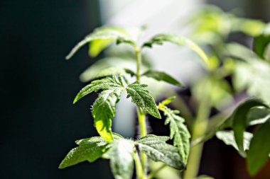 Çiğ damlalarında yeşil yapraklar olan genç domates filizleri, koyu arka planda aydınlatılmış güneş ışığı. Büyüme ve bahçıvanlık kavramı. Genç fideler ekolojik olarak temiz ve organik yaşamın sembolüdür.
