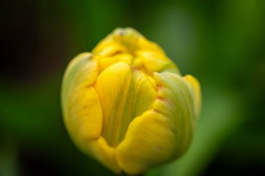 Yakın plan sarı lale tomurcuğu. Lale tomurcuğu, canlı sarı rengini ve şekillerini vurgulayarak büyük detaylarla gösterilir. Bulanık yeşil arka plan yumuşak, doğal atmosfer sağlar. Seçmeli odak, ayrışma