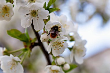 Arılar güneşli bahar gününde aktif olarak beyaz kiraz çiçeklerini tozluyorlar. Çiçek açan kiraz çiçekleri doğanın güzelliğini ve arılar gibi temel iş tozlayıcılarını sergiliyor.