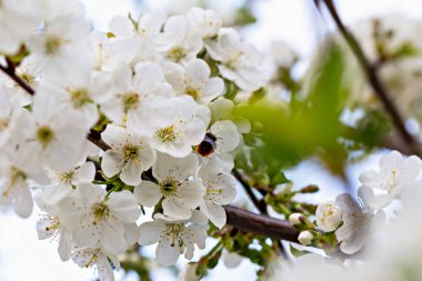 Beyaz çiçek açan çiçeklerden nektar toplayan arıların yakın görüntüsü bahar yenilenmesini sembolize ediyor. Güzelce aydınlatılmış taç yaprakları, mevsimin yaşam ve enerjisini vurgulayan doğal ayarı vurgular.