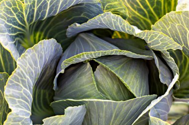 Karmaşık yaprak desenli canlı yeşil lahana, tazeliği ve doğal güzelliği vurguluyor. Sağlıklı beslenme ve organik tarım kavramı, lahanaların dokularının sergilenmesi ve canlı detaylar