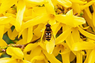 Close-up view of hoverfly resting on bright yellow flowers Forsythia. Intricate details of insect are captured amid colorful bloom, depicting serene springtime nature scene clipart