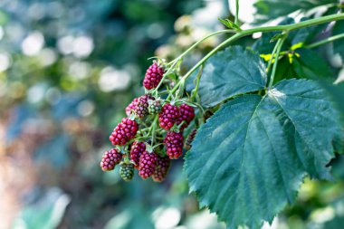 Olgunlaşan böğürtlenler dallara asılmış, gün ışığında yeşil yapraklarla. Canlı kırmızı ve yeşil renkler, yumuşak bulanık arkaplanlı kontrastlar. Taze meyve, organik tarım ve hasat kavramları