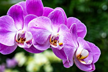 Canlı mor orkide çiçekleri narin taç yaprakları ve karmaşık detaylarla doğal ortamda çiçek açıyor. Şaşırtıcı derecede yakın plan egzotik bitki örtüsü, doğada zarafet ve güzellik sergiliyor. Güzel orkide
