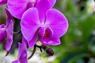 Zarif taç yaprakları ve zengin renk paletiyle göz kamaştırıcı mor orkidelerin yakın çekimi. Çiçek kontrastının, yemyeşil arka planına karşı karmaşık detayları, tropikal güzelliğini vurguluyor.