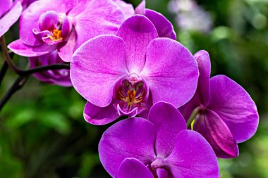 Canlı mor orkidelerin yakın plan çekimi ve yemyeşil arka planda ince yapraklar. Zengin renkler ve yumuşak dokular tropikal çiçeklerin zarafetini vurgular. Botanik ve çiçek teması için mükemmel.