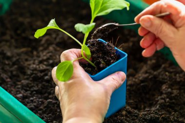 Genç yeşil fideleri taze toprakla küçük mavi bir çömleğe eken ellerin yakın çekimi. Bahçe işleri, çiftçilik ya da sürdürülebilirlik konuları. Mavi çömleğe tohum ekiyorum. Buralı bir yetişkin. Seçici odak
