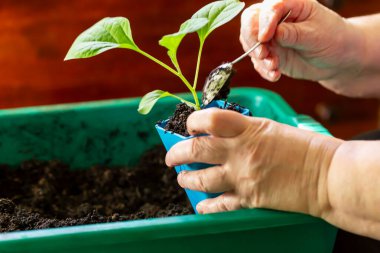 Ellerinizi yakın plan yapın ve mavi kabın içindeki küçük yeşil bitkilere kaşık kullanarak toprak ekin, bakım ve bahçe işlerini temsil edin. Genç bitkiye toprak ekliyorum. Buralı bir yetişkin. Seçici odak