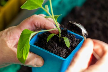 Kaşık kullanarak, bahçıvanlığı ve çevre dostu bakımı sembolize ederek genç yeşil tohumu mavi plastik kaba eken ellerin yakın çekimi. Mavi çömleğe tohum ekiyorum. Buralı bir yetişkin. Seçici odak