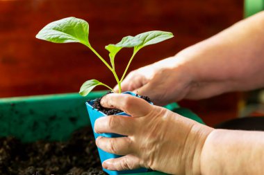 Mavi plastik kapta küçük bir fabrikayı tutan ellerin yakın görüntüsü. Yetiştirme, bahçıvanlık ve sürdürülebilir yaşam uygulamaları kavramı. Elleri saksı tohumu tutuyordu. Buralı bir yetişkin. Seçici odak