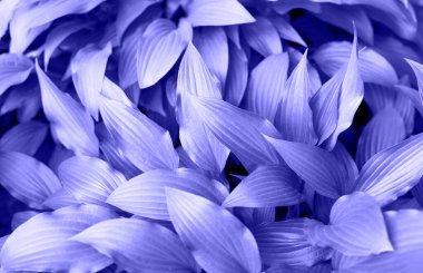 Yapraklı arka plan. Bereketli mor yaprakların yakın görüntüsü, karmaşık dokular ve desenler sergiliyor, canlı ve zengin bir arkaplan yaratarak doğal güzellik ve sükuneti çağrıştırıyor.