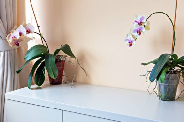 Modelleme. İç çekmeceler sandık içinde. Zarif tencerelerde sergilenen muhteşem orkideler, yumuşak pastel duvarlara karşı sakin bir atmosfer yaratarak, kapalı bitki dekorunun güzelliğini artırıyor.